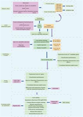 Establishment and validation of evaluation models for post-inflammatory pigmentation abnormalities